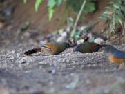 身带鳞状斑之蓝翅噪鹛图片大全