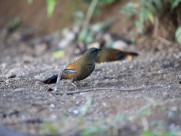 身带鳞状斑之蓝翅噪鹛图片大全