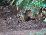 身带鳞状斑之蓝翅噪鹛图片大全