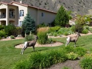 奇异的混血动物之山绵羊图片