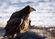 犀利的老鹰图片