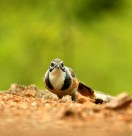 性喜集群的黑领噪鹛图片