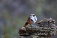 性喜集群的黑领噪鹛图片