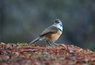 性喜集群的黑领噪鹛图片