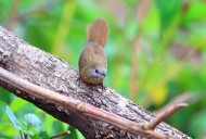 暖褐色的白腹幽鹛图片大全