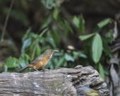 嘴巴尖尖的斑胸钩嘴鹛图片