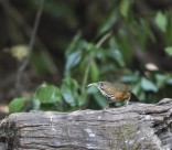 嘴巴尖尖的斑胸钩嘴鹛图片