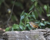 嘴巴尖尖的斑胸钩嘴鹛图片