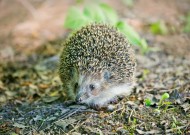 可爱的小刺猬图片大全