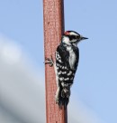 森林医生之大斑啄木鸟图片