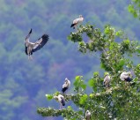 鹳科动物之钳嘴鹳图片大全