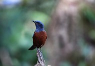 栗腹矶鸫雄鸟图片大全