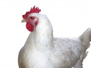 胖胖的母鸡图片