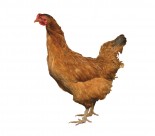 胖胖的母鸡图片