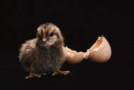 超萌可爱的小鸡图片