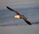 中型水禽之黑尾鸥图片