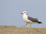 中型水禽之黑尾鸥图片