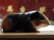 动物小豚鼠荷兰鼠图片