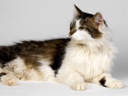 萌力无限的喵星人图片