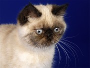 机灵的小萌猫图片