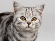 机灵的小萌猫图片