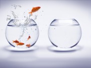 鱼缸中的金鱼图片大全