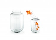 鱼缸中的金鱼图片大全