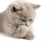 可爱的小猫图片大全