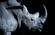 犀牛图片