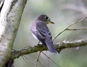 北灰鹟图片大全