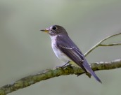 北灰鹟图片大全