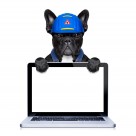 职业装宠物狗图片大全