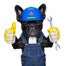 职业装宠物狗图片