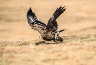 草原雕图片大全