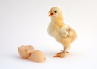 可爱的小鸡图片大全