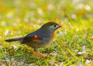 红嘴相思鸟图片大全