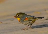 红嘴相思鸟图片大全