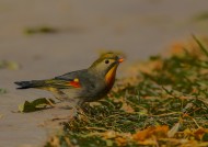 红嘴相思鸟图片大全