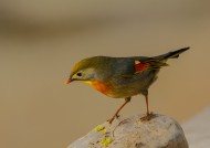 红嘴相思鸟图片大全