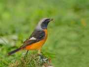 北红尾鸲图片大全