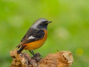 北红尾鸲图片大全