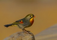 红嘴相思鸟图片 五彩相思鸟图片