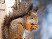 可爱的松鼠图片