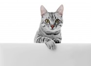 可爱的小猫图片大全