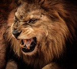 凶猛的狮子图片