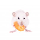 可爱的小白鼠图片