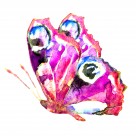 蝴蝶水彩画图片