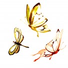 蝴蝶水彩画图片