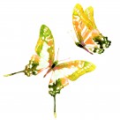 蝴蝶水彩画图片