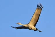 头顶鲜红羽毛的沙丘鹤图片